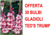 OFFERTA 30 BULBI GLADIOLI A FIORI GRANDI TED'S TRUMP