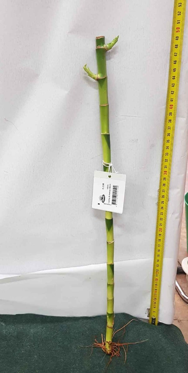 LUCKY BAMBOO 50CM (BAMBÙ DELLA FORTUNA)