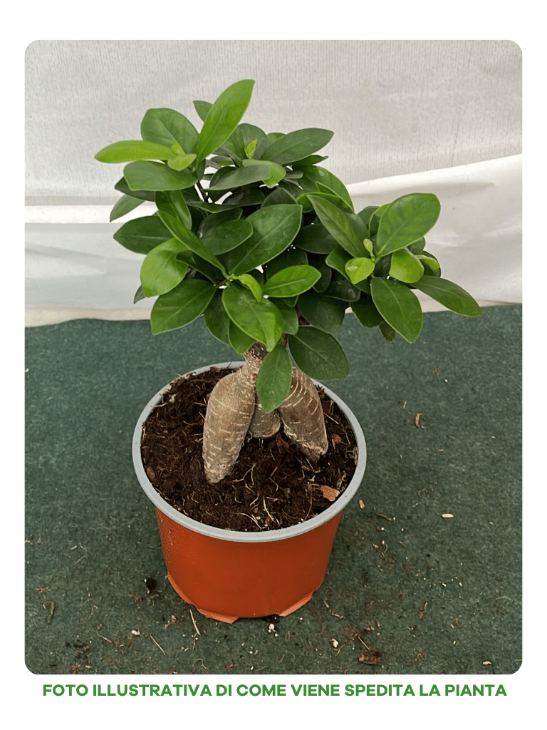 FICUS MICROCARPA GINSENG VASO 12CM