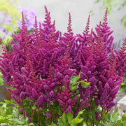 ASTILBE CHINENSIS LITTLE VISION IN PURPLE 18CM