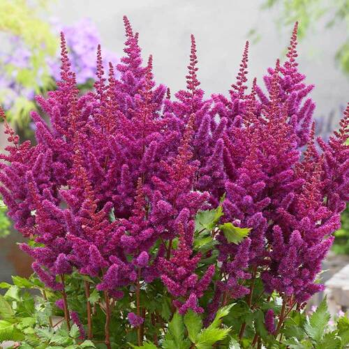ASTILBE CHINENSIS LITTLE VISION IN PURPLE 18CM