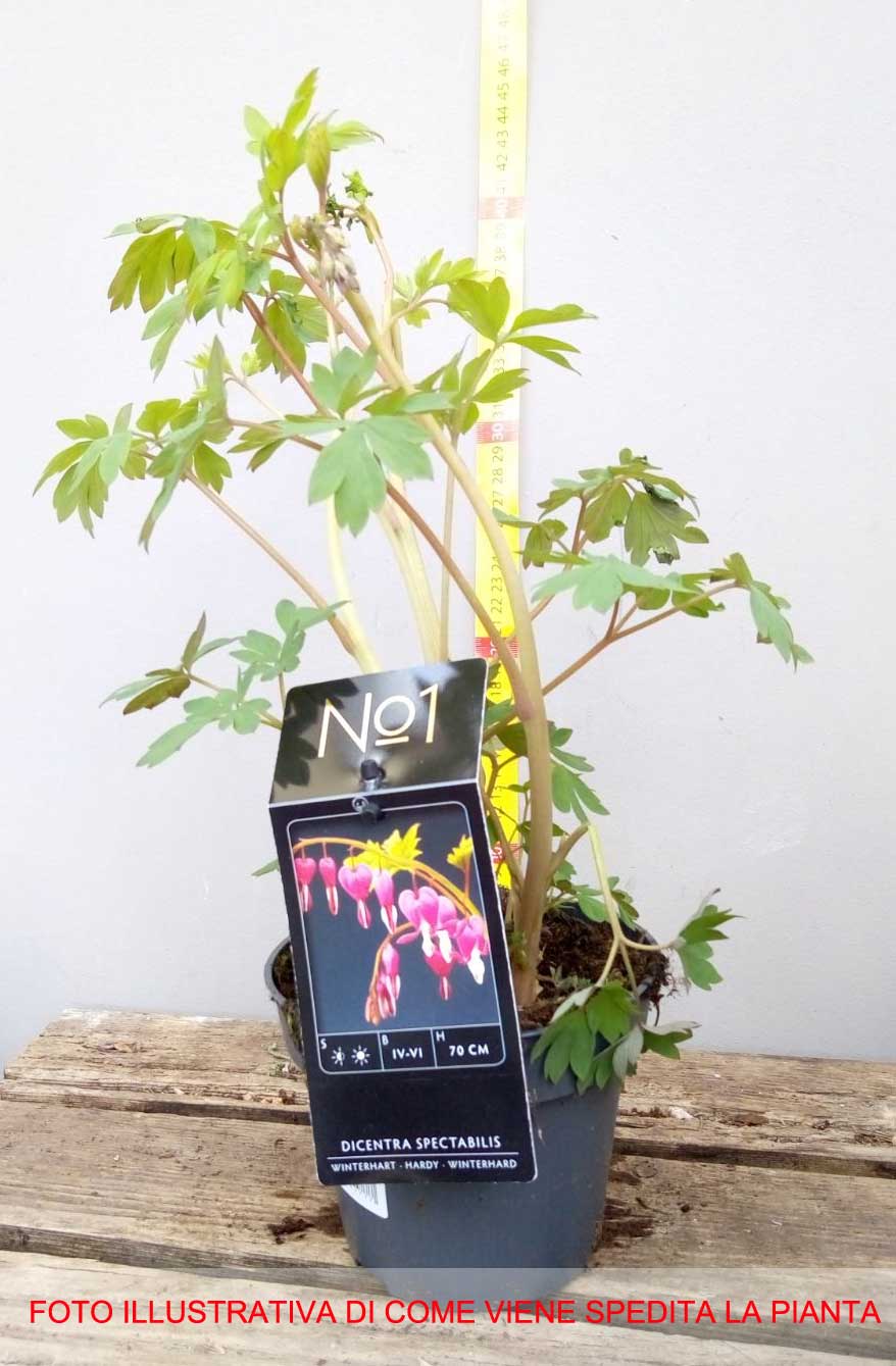 DICENTRA SPECTABILIS CUOR DI MARIA IN VASO 13CM