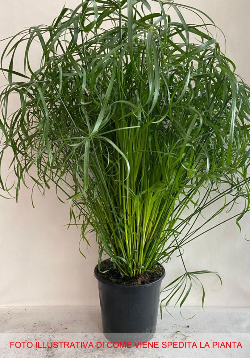 CYPERUS ALTERNIFOLIUS (FALSO PAPIRO) IN VASO 21CM
