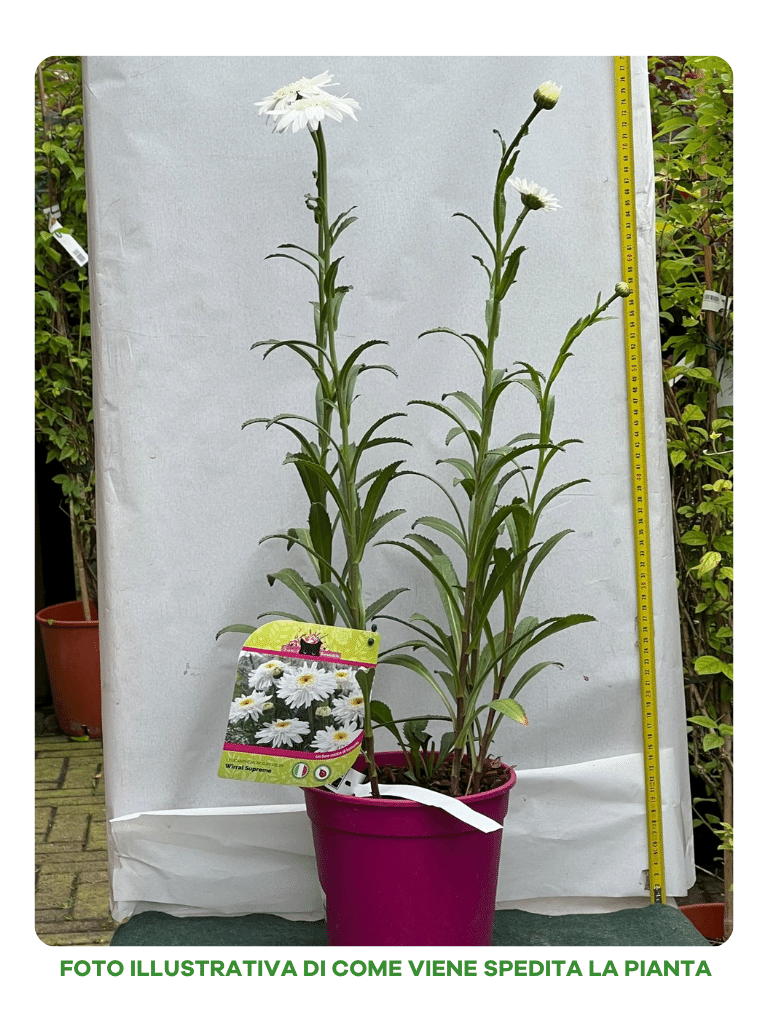 LEUCANTHEMUM SUPERBUM WIRRAL SUPREME VASO 18CM