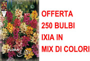 OFFERTA 250 BULBI IXIA MIX