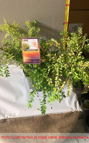 LONICERA NITIDA GOLDEN GLOW IN VASO 17CM