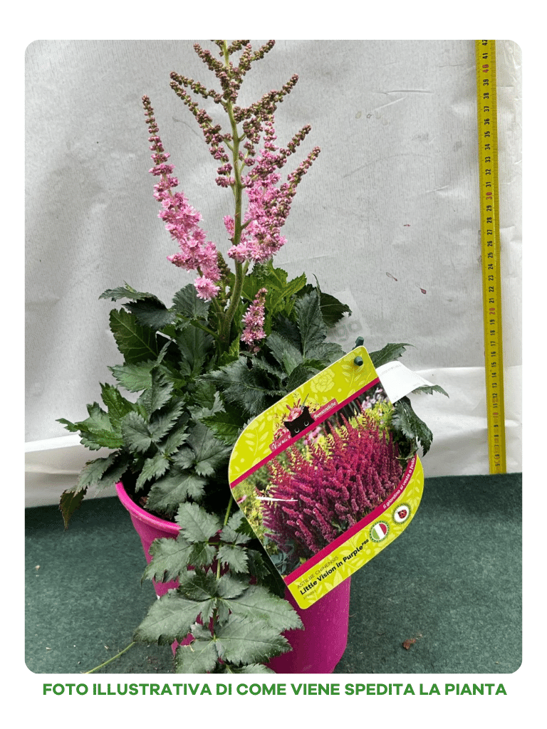 ASTILBE CHINENSIS LITTLE VISION IN PURPLE 18CM