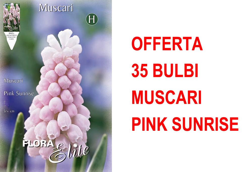 OFFERTA 35 BULBI MUSCARI PINK SUNRISE