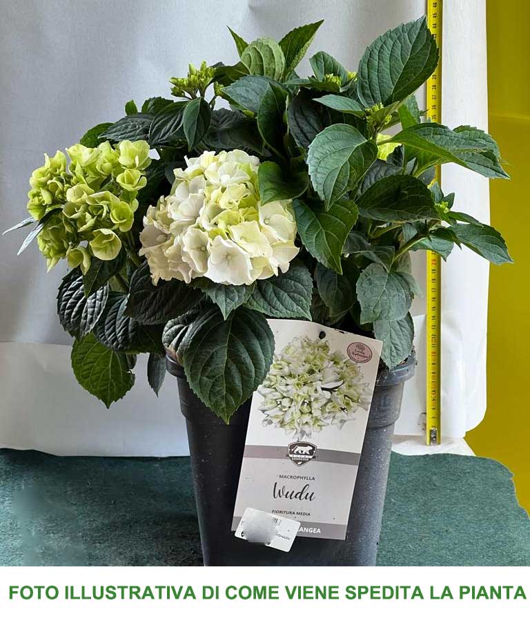 ORTENSIA HYDRANGEA MACROPHYLLA WUDU VASO 21CM