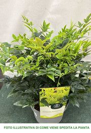 NANDINA DOMESTICA LEMON LIME IN VASO 17CM