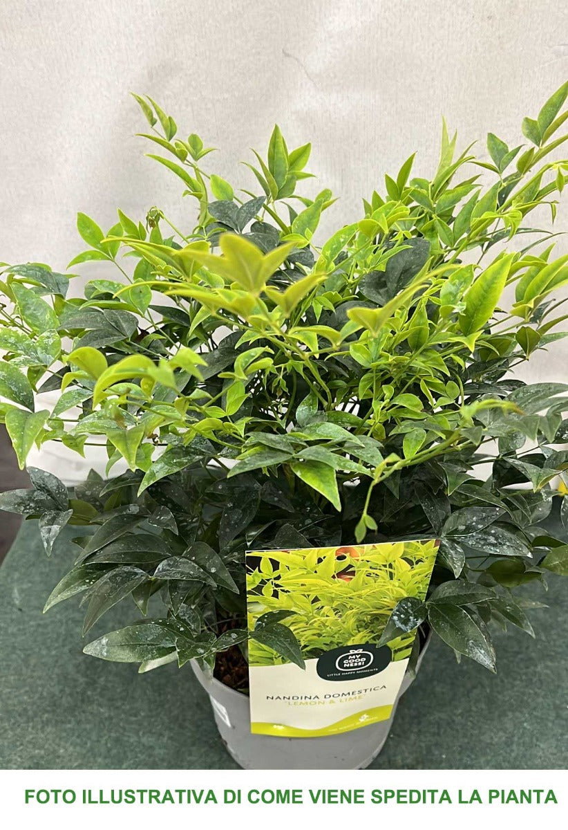 NANDINA DOMESTICA LEMON LIME IN VASO 17CM