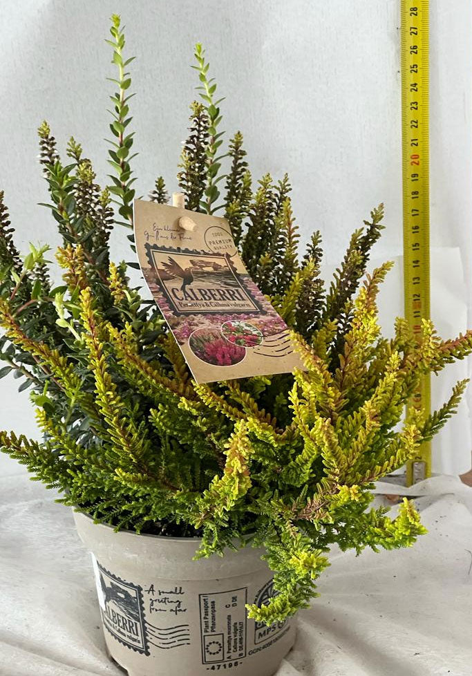 CALLUNA E PERNETTYA IN VASO 13CM