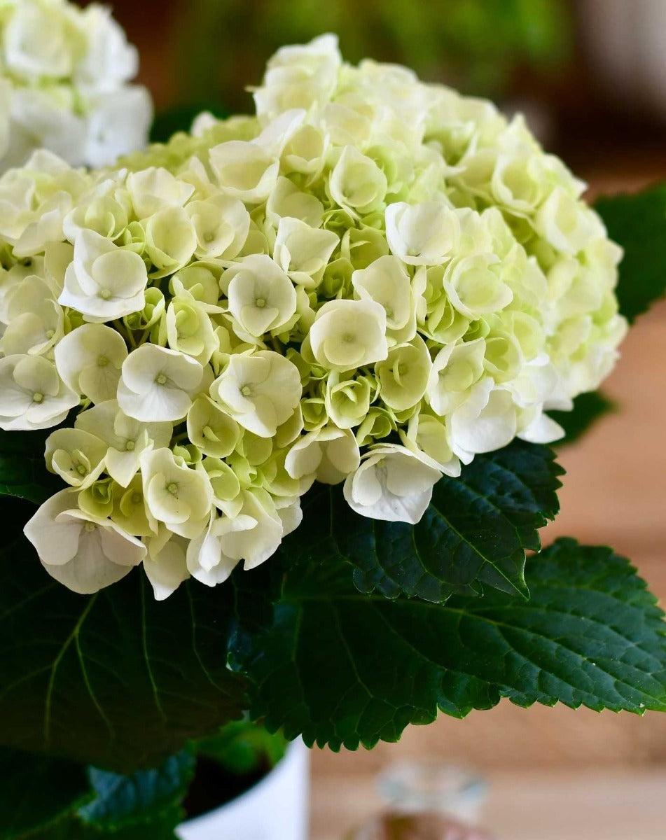 ORTENSIA HYDRANGEA MACROPHYLLA CRYSTAL PALACE VASO 14CM