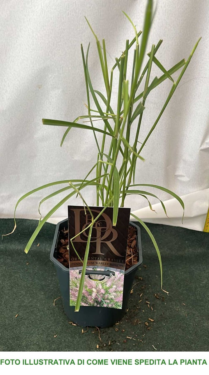 PENNISETUM KARLEY ROSE VASO 16CM
