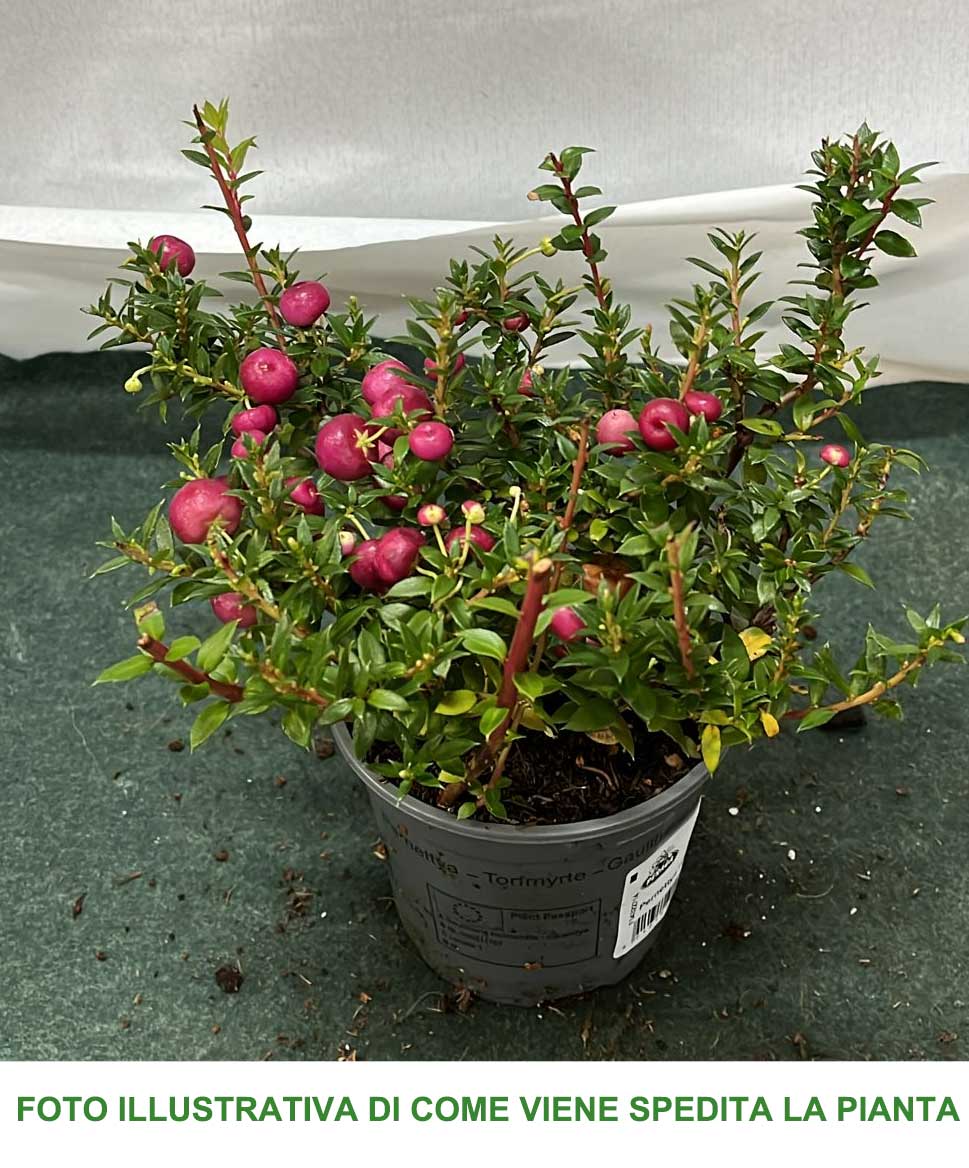 GAULTHERIA PERNETTYA ROSA VASO 11CM