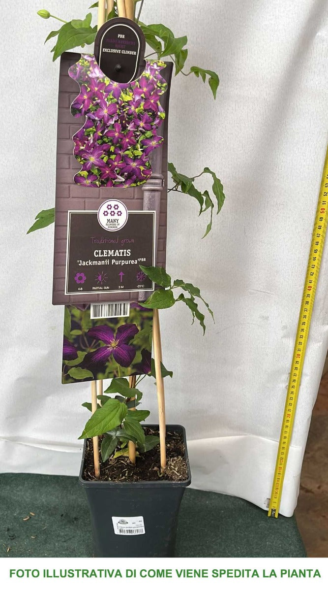 CLEMATIDE CLEMATIS JACKMANII PURPUREA VASO 17CM