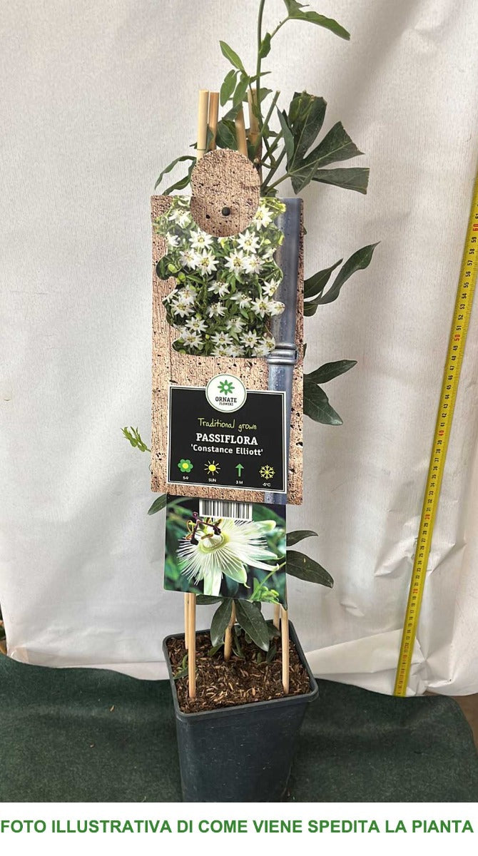 PASSIFLORA CONSTANCE ELLIOT VASO 17CM
