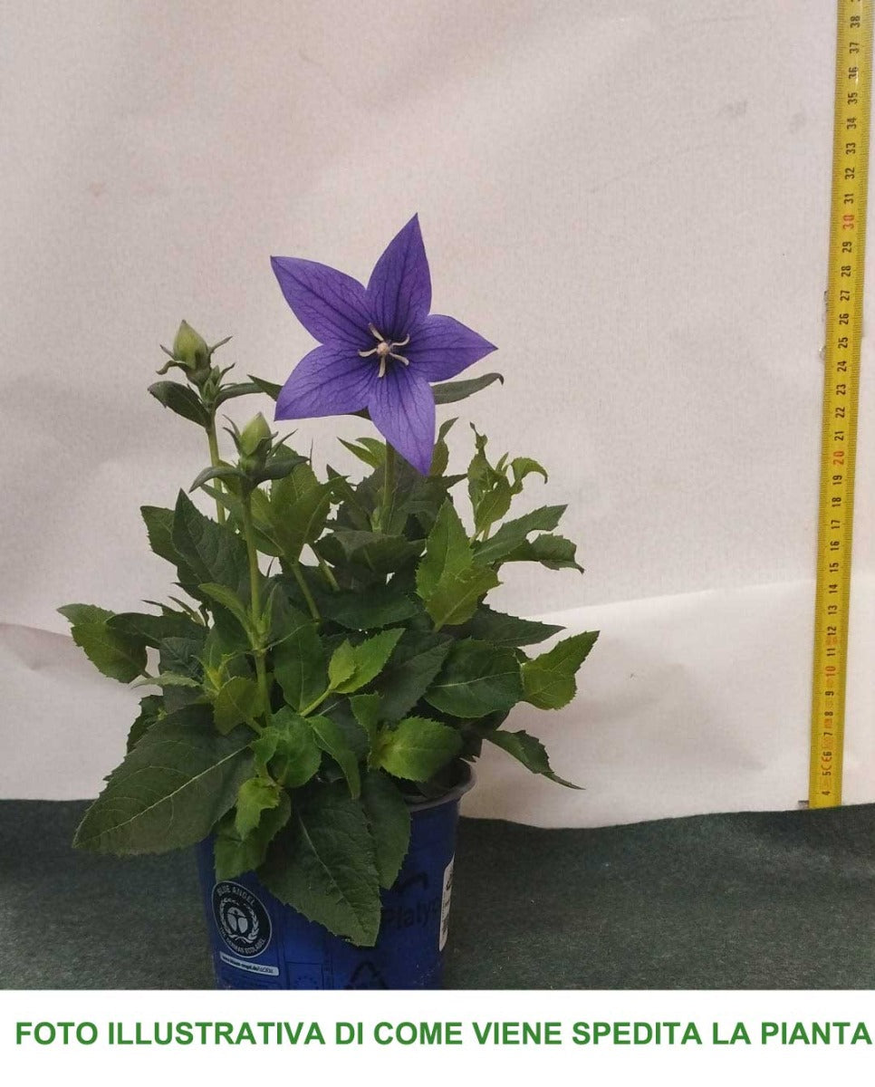 PLATYCODON  BLU CAMPANULA VASO 13CM