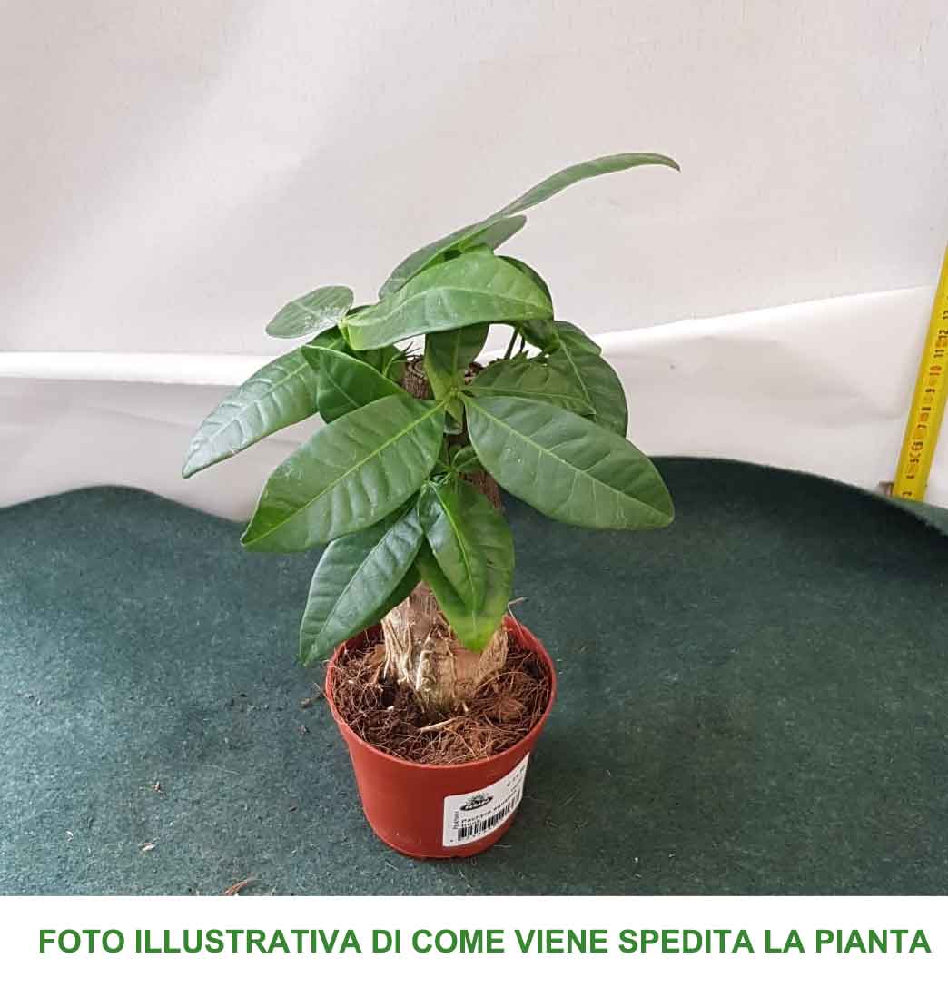PACHIRA ACQUATICA TRUNK IN VASO 9CM