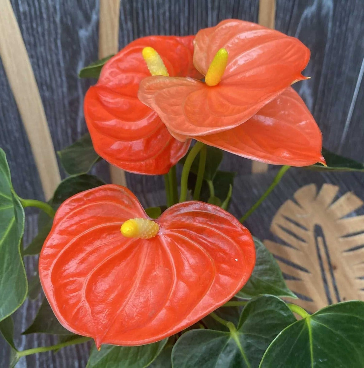 ANTHURIUM ROYAL ORANGE CHAMPION IN VASO 12CM