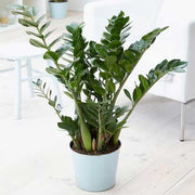 ZAMIOCULCAS ZAMIFOLIA IN VASO 11CM