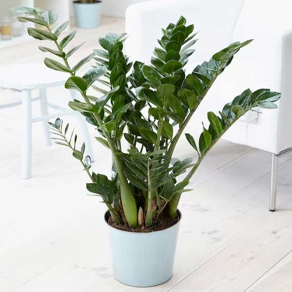 ZAMIOCULCAS ZAMIFOLIA IN VASO 11CM