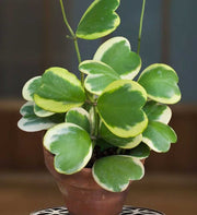 HOYA KERRII VARIEGATA FIORE DI CERA IN VASO BASKET 10CM