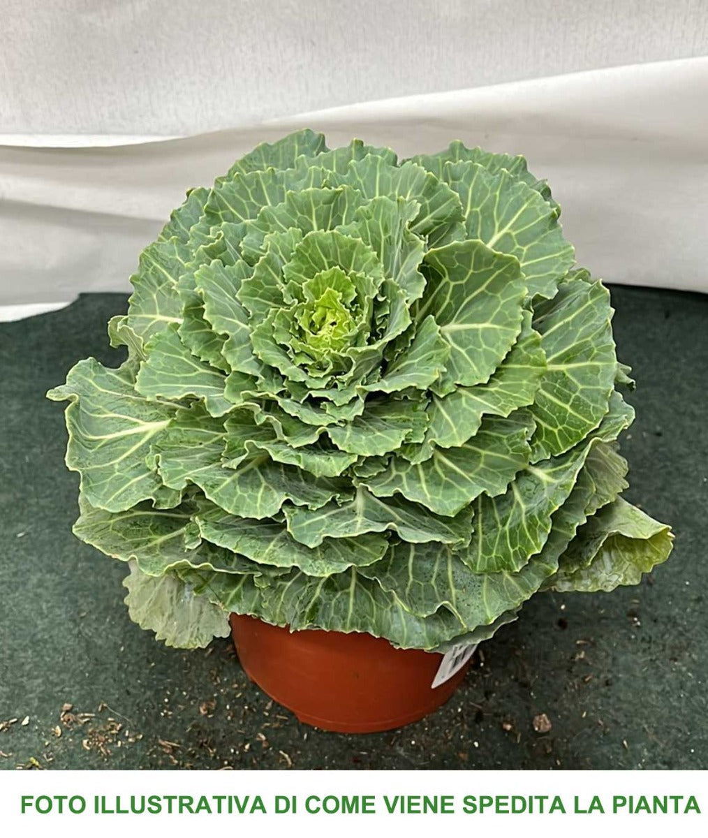 CAVOLO ORNAMENTALE BRASSICA VASO 14CM