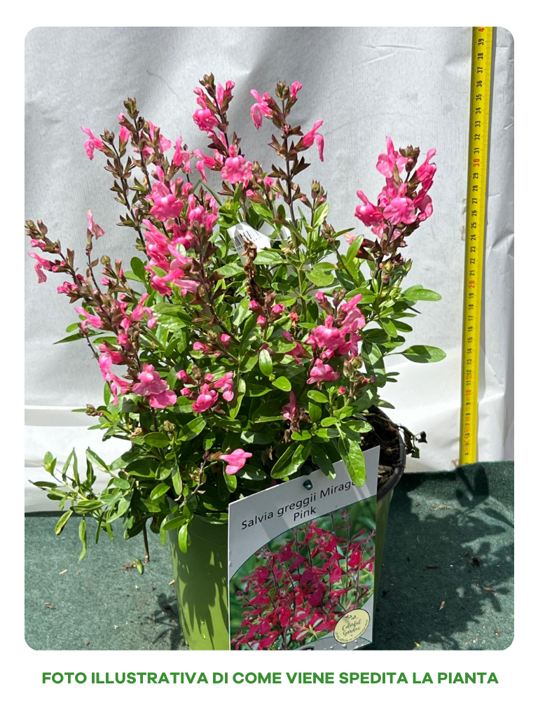 SALVIA GREIGGII MIRAGE ROSA VASO 18CM