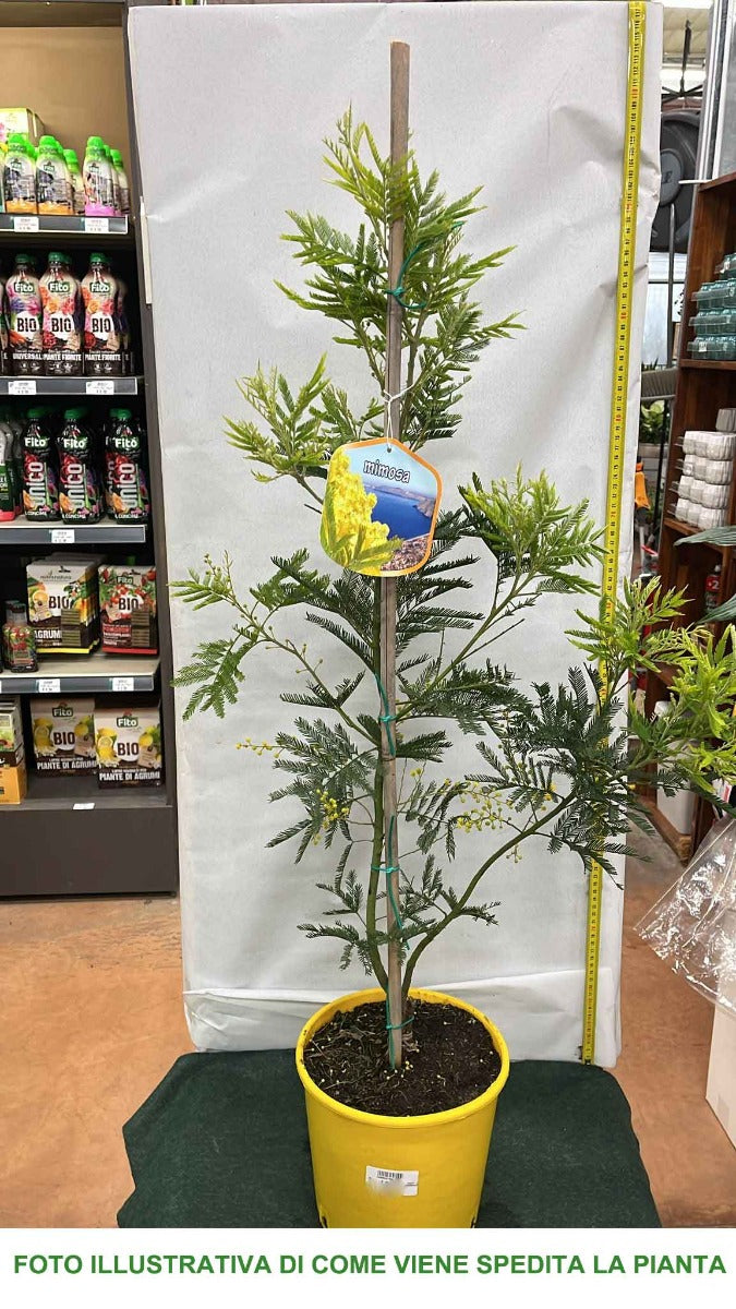 MIMOSA ACACIA DEALBATA IN VASO 20CM H100CM