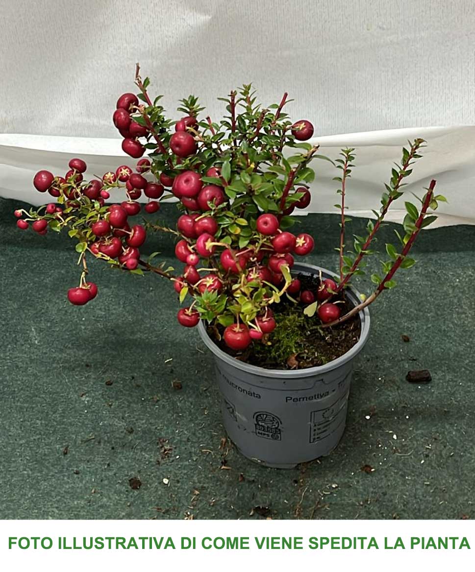 GAULTHERIA PERNETTYA ROSSA VASO 11CM