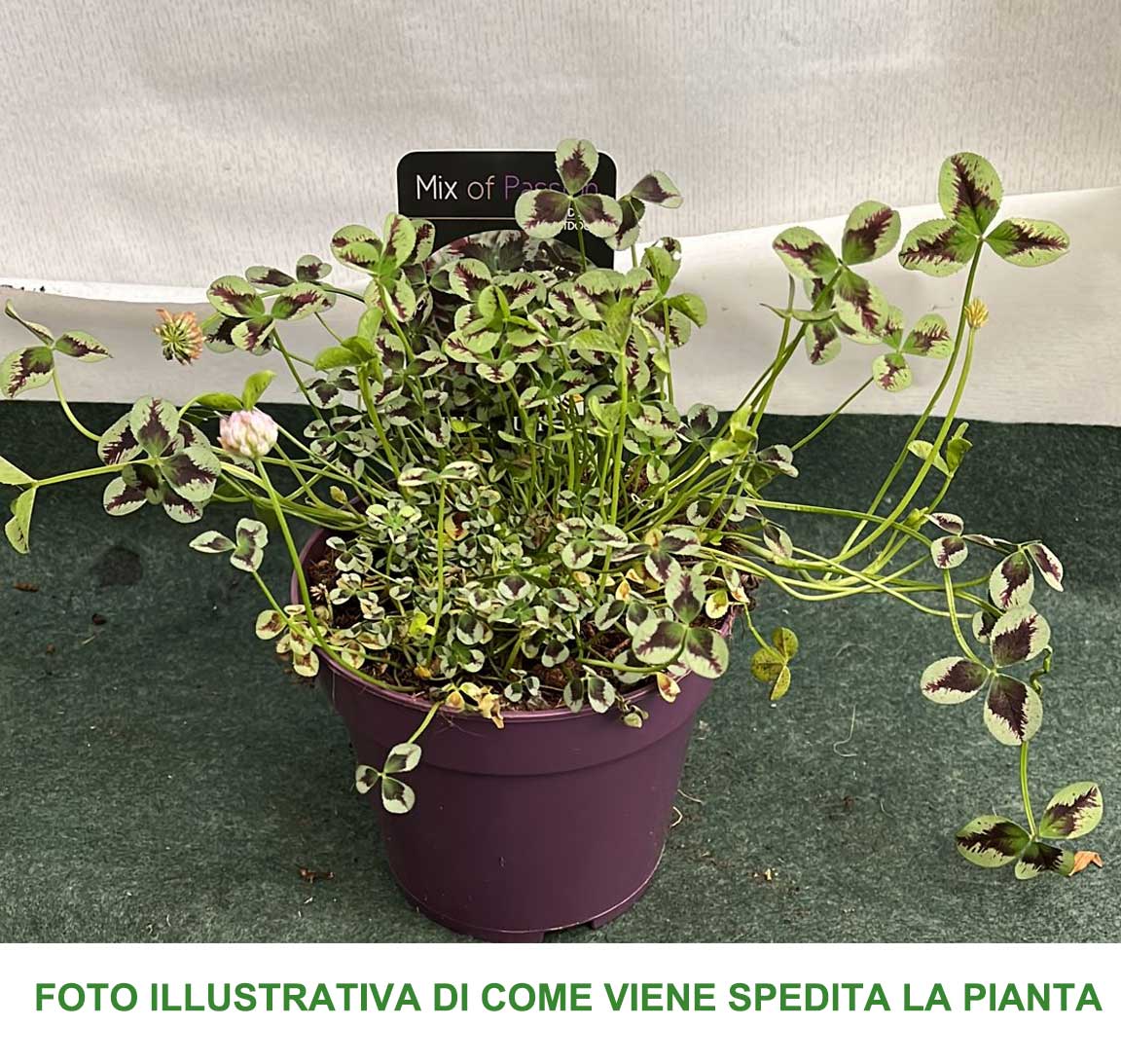TRIFOLIUM REPENS SWEET MIKE VASO 12CM