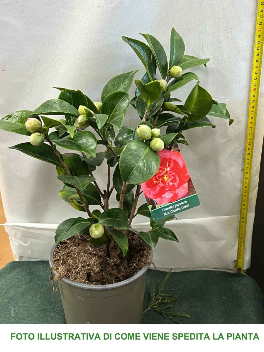 CAMELIA CHARLES COOB VASO 19CM