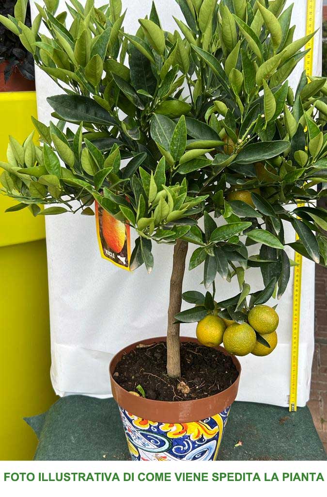 KUCLE FORTUNELLA MARGARITA X CITRUS CLEMENTINA IN VASO 22CM