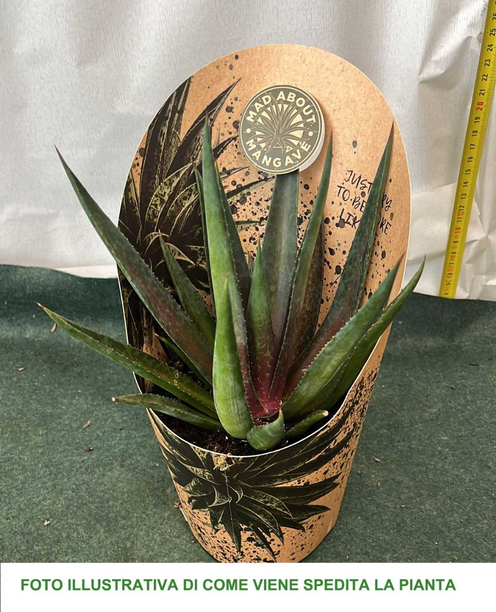 MANGAVE VASO 13CM