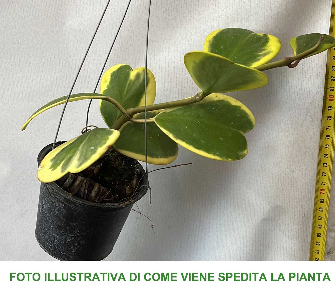 HOYA KERRII VARIEGATA FIORE DI CERA IN VASO BASKET 10CM