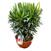 OLEANDRO TRICOLOR VASO 26CM