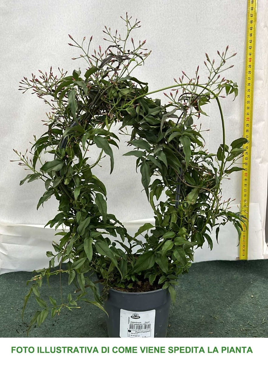 JASMINUM POLYANTHUM PASSION DARK PINK GELSOMINO VASO 12CM