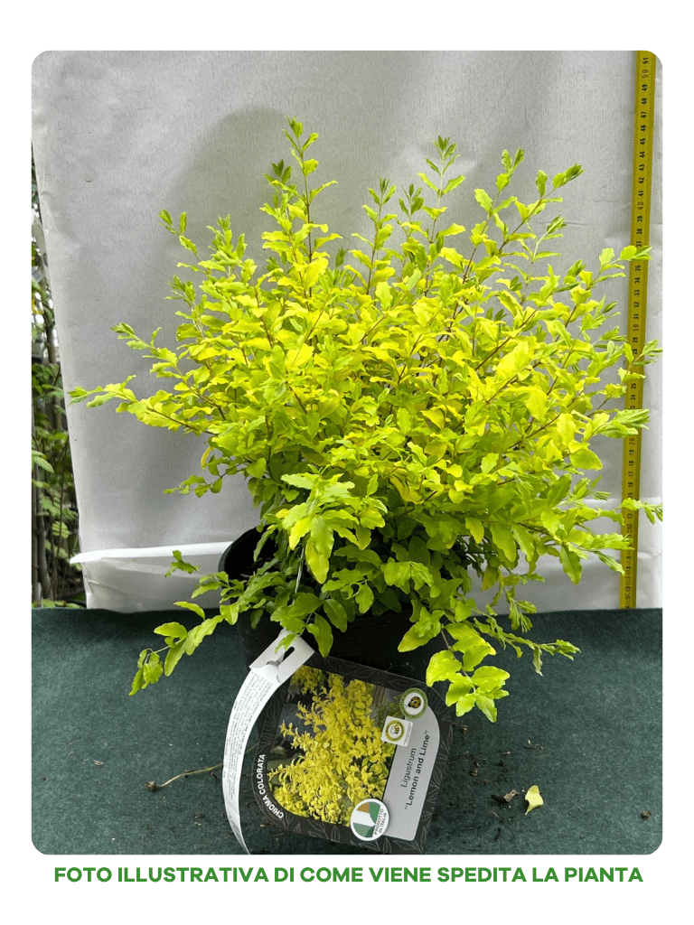 LIGUSTRUM LEMON AND LIME IN VASO 18CM