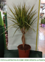 DRACENA MARGINATA GOLD TRONCHETTO DELLA FELICITÀ VASO 20CM H80CM