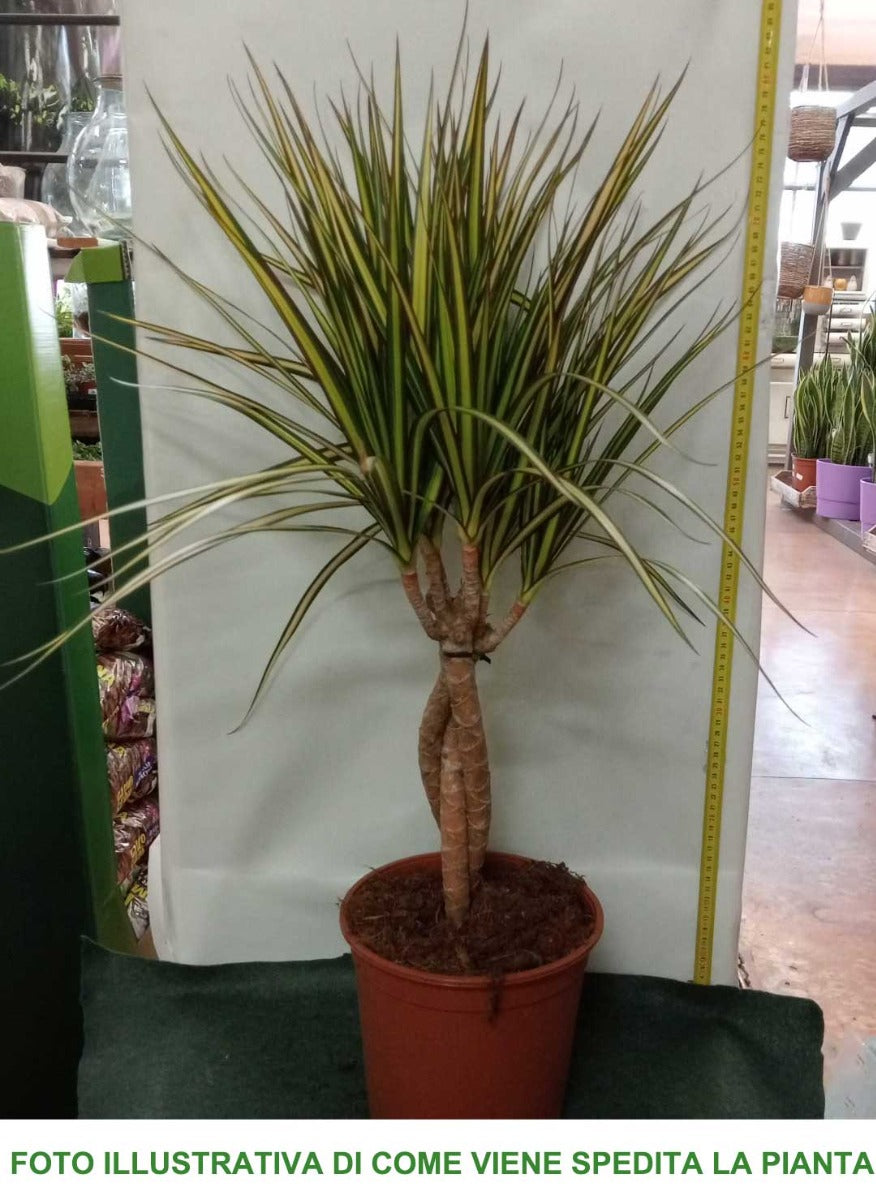 DRACENA MARGINATA GOLD TRONCHETTO DELLA FELICITÀ VASO 20CM H80CM