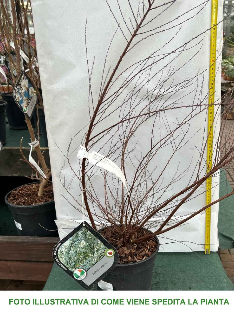 SPIRAEA ARGUTA IN VASO 18CM