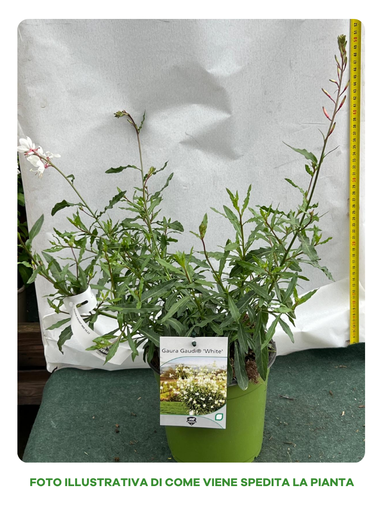 GAURA LINDHEIMERII GAUDI WHITE VASO 17CM