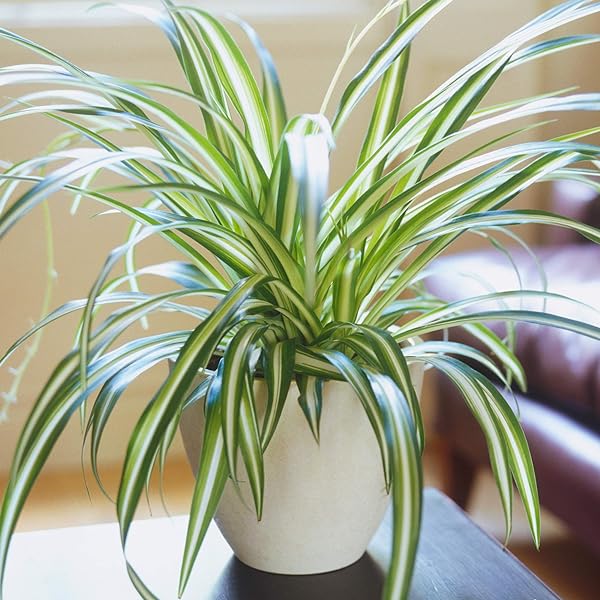 CHLOROPHYTUM COMOSUM VITATUM VARIEGATO VASO 17CM