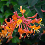 LONICERA CAPRIFOGLIO MANDARIN VASO 17CM