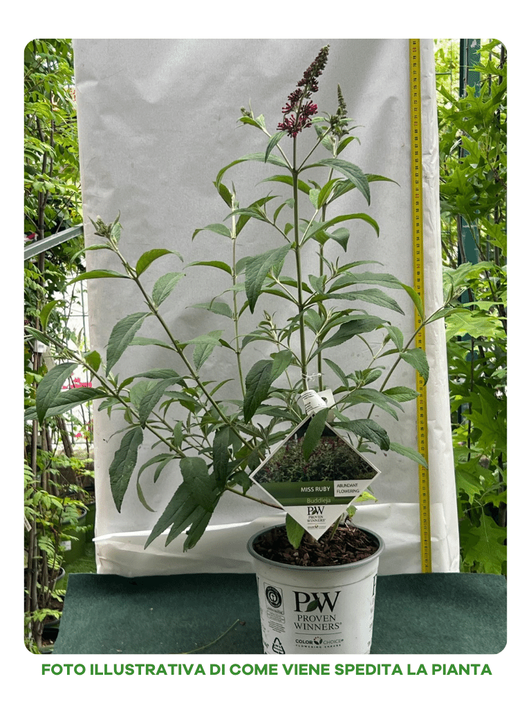 BUDDLEJA DAVIDII MISS RUBY VASO DA 18CM