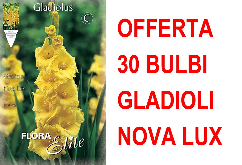 OFFERTA 30 BULBI GLADIOLI A FIORI GRANDI NOVA LUX