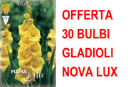 OFFERTA 30 BULBI GLADIOLI A FIORI GRANDI NOVA LUX