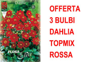 OFFERTA 3 BULBI DAHLIA TOPMIX ROSSA