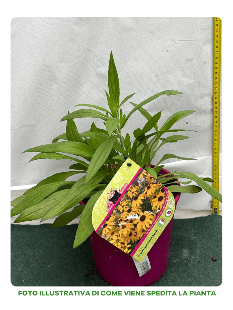 RUDBECKIA GOLD RUSH IN VASO 18CM